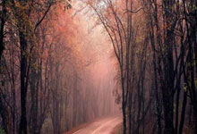 勇士126-102独行侠：库里三节打卡，巴特勒18+5，6战5胜西部变天.